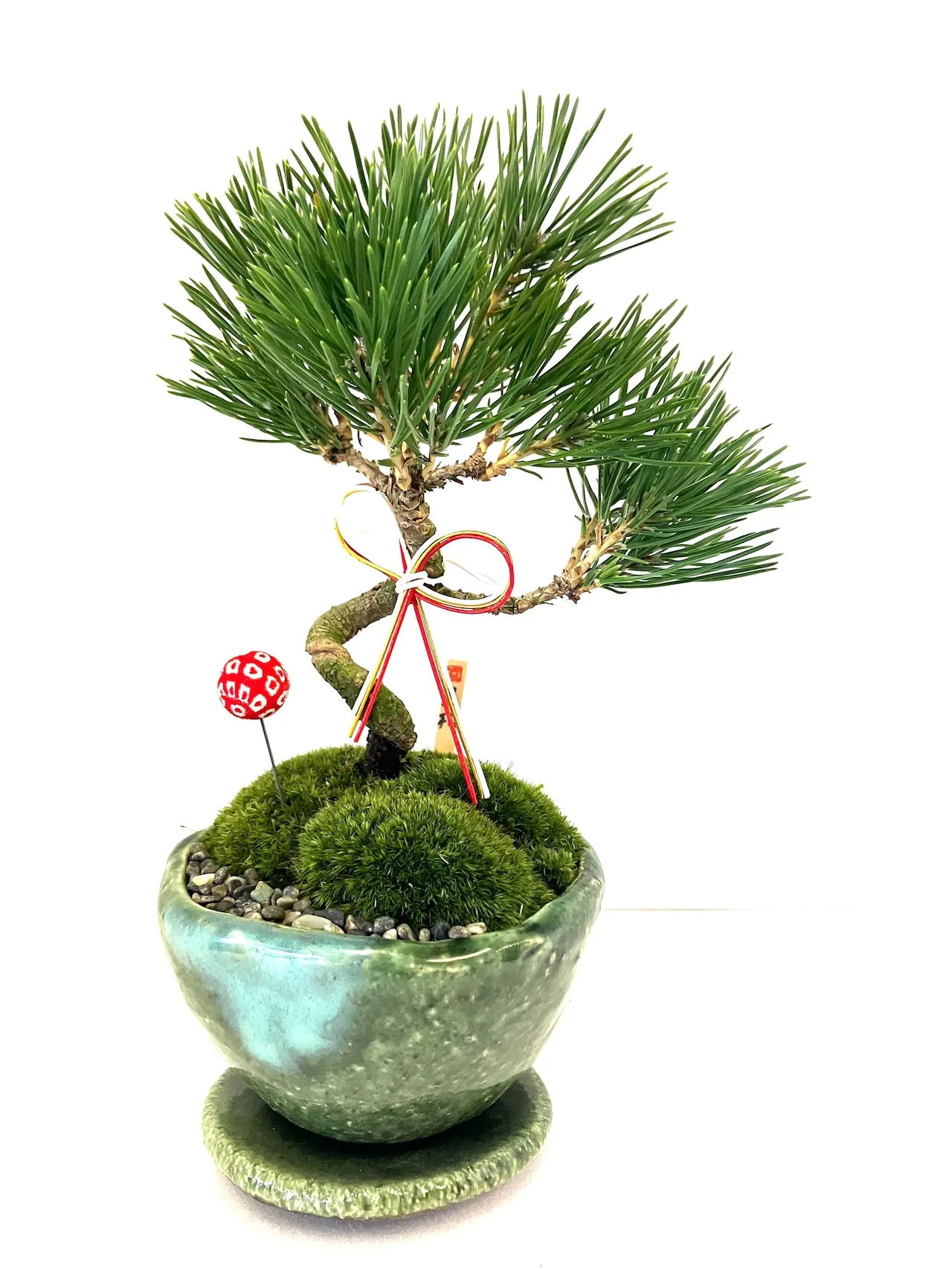 黒松ミニ盆栽|苔と景石の和景色|インテリアグリーン - 画像 (2)