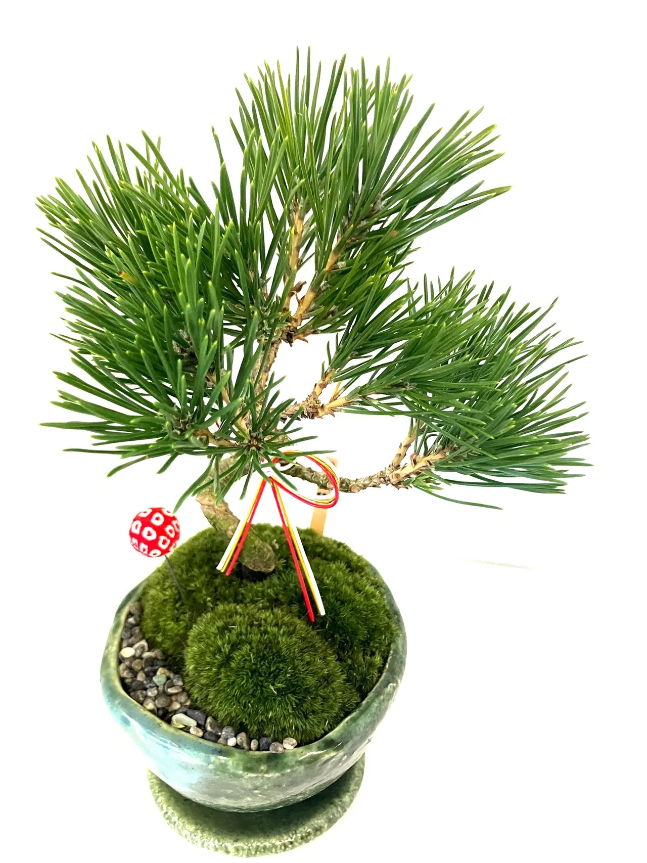 黒松ミニ盆栽|苔と景石の和景色|インテリアグリーン - 画像 (4)