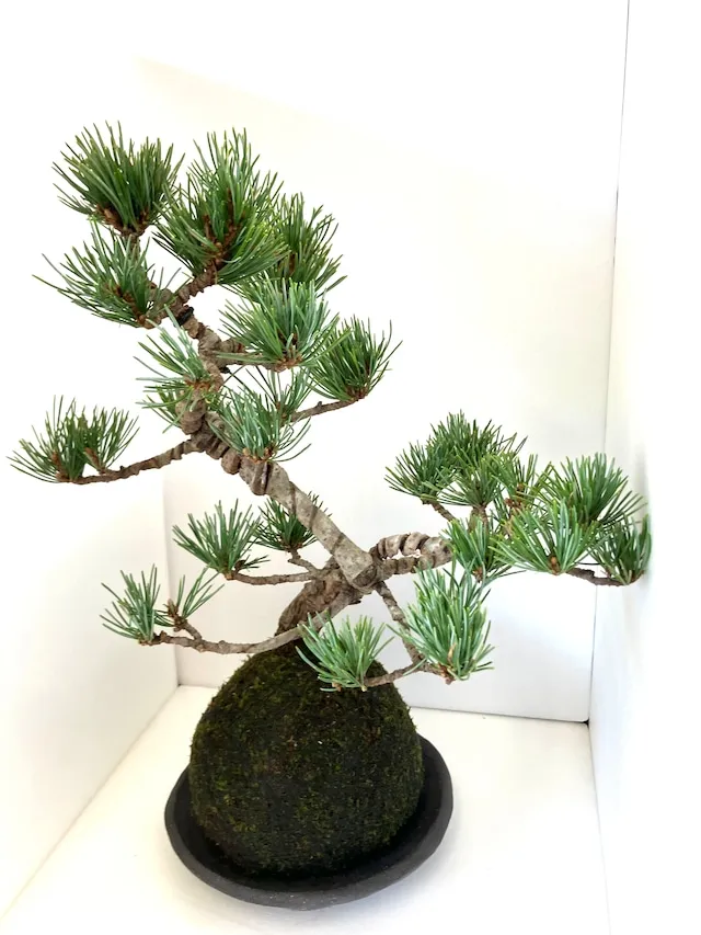 【大人気】苔玉 五葉松【受皿付】