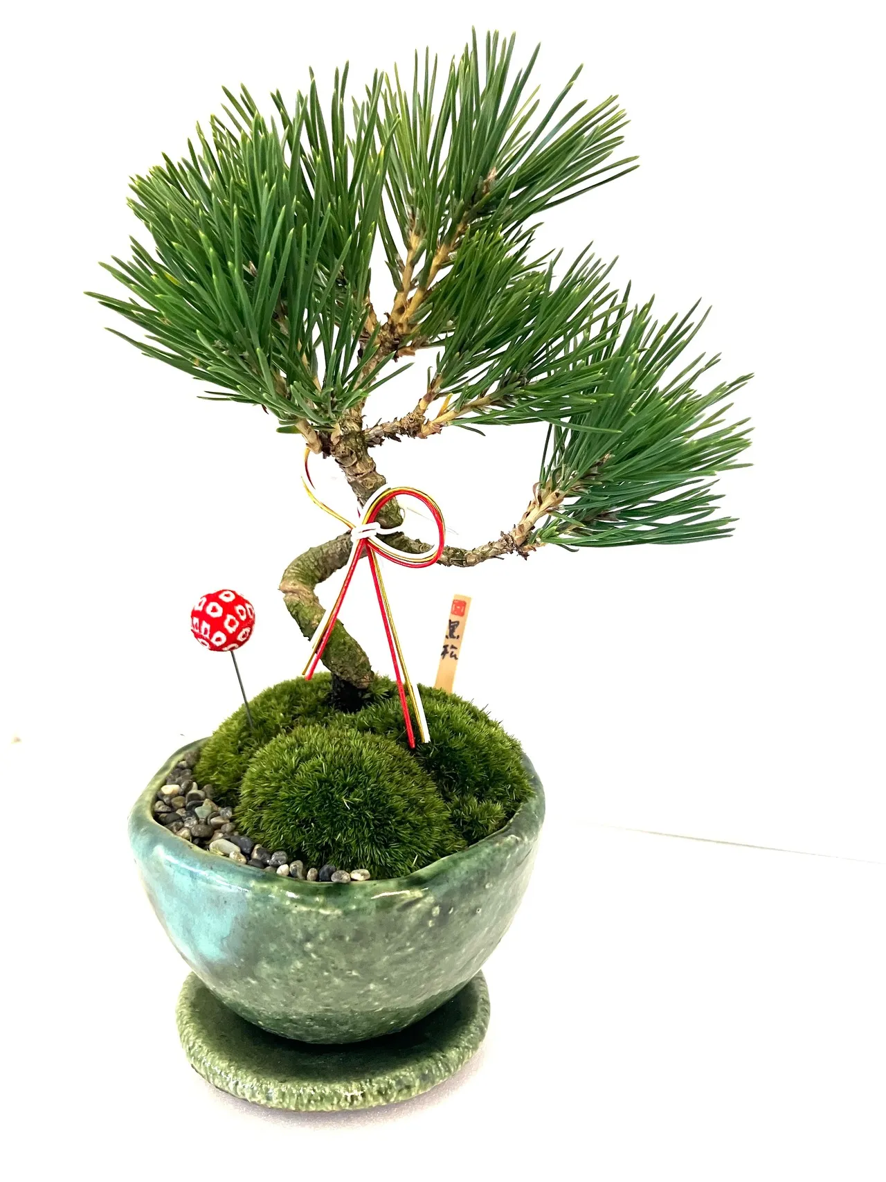 黒松ミニ盆栽|苔と景石の和景色|インテリアグリーン - 画像 (3)