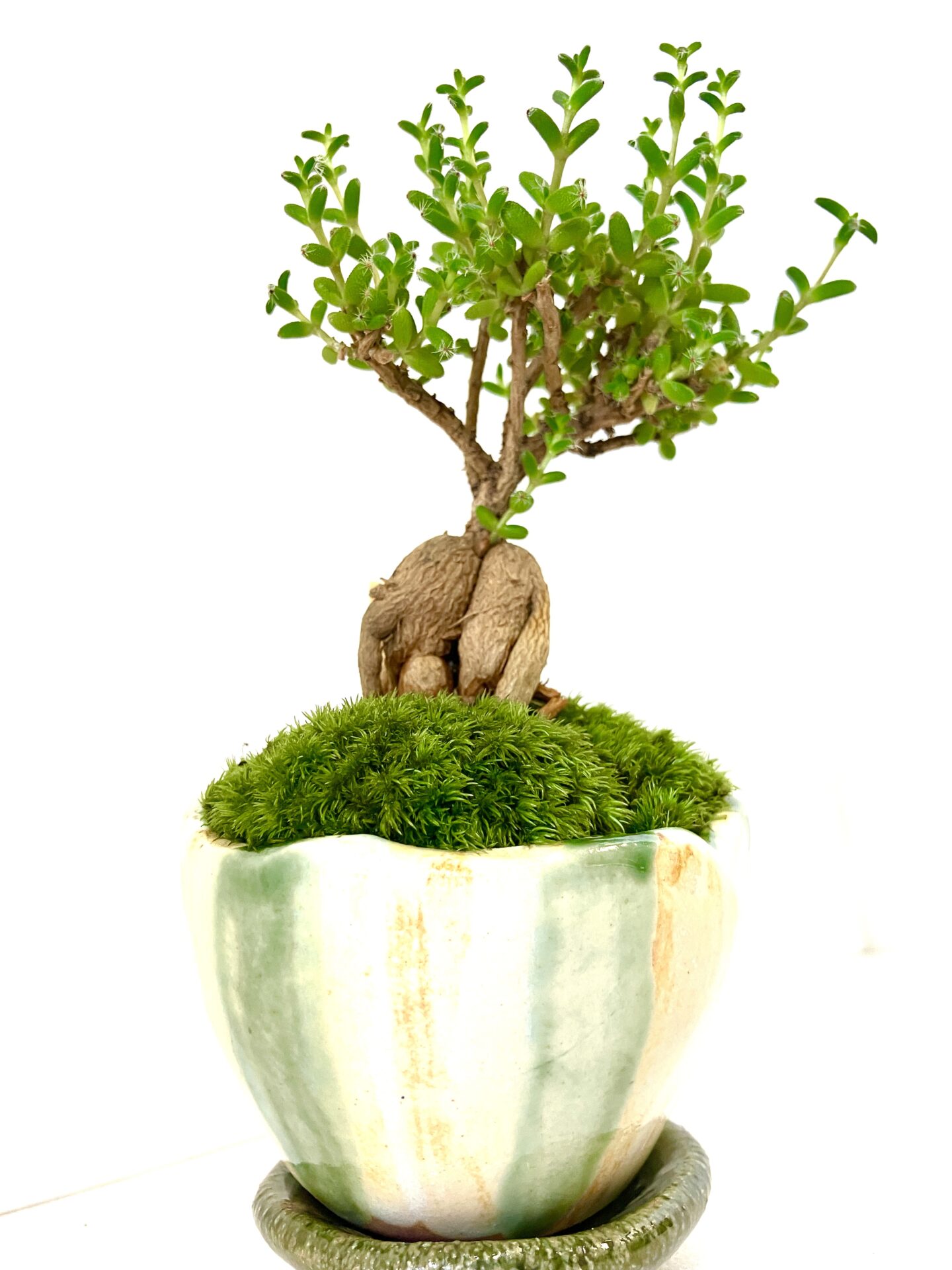 【希少塊根】トリコディアデマ|小型コーデックス|和モダン卓上盆栽 - 画像 (2)