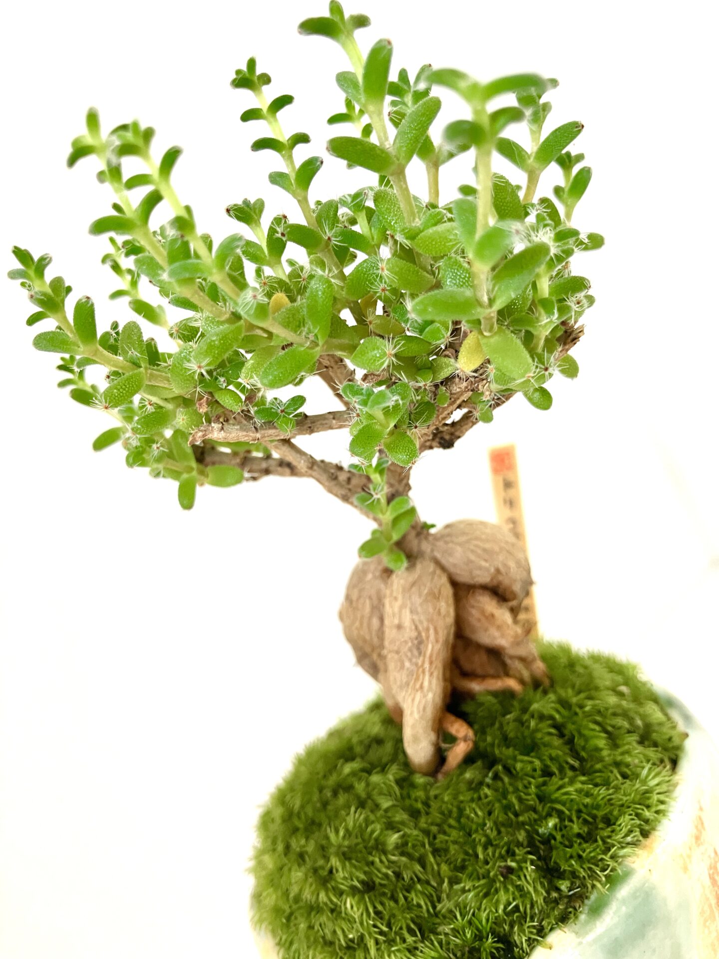 【希少塊根】トリコディアデマ|小型コーデックス|和モダン卓上盆栽 - 画像 (3)