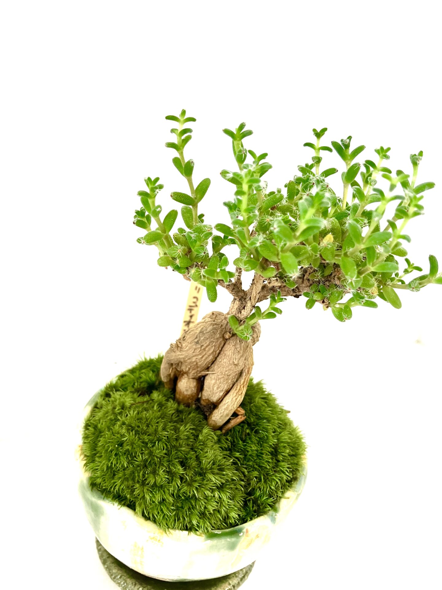 【希少塊根】トリコディアデマ|小型コーデックス|和モダン卓上盆栽 - 画像 (4)