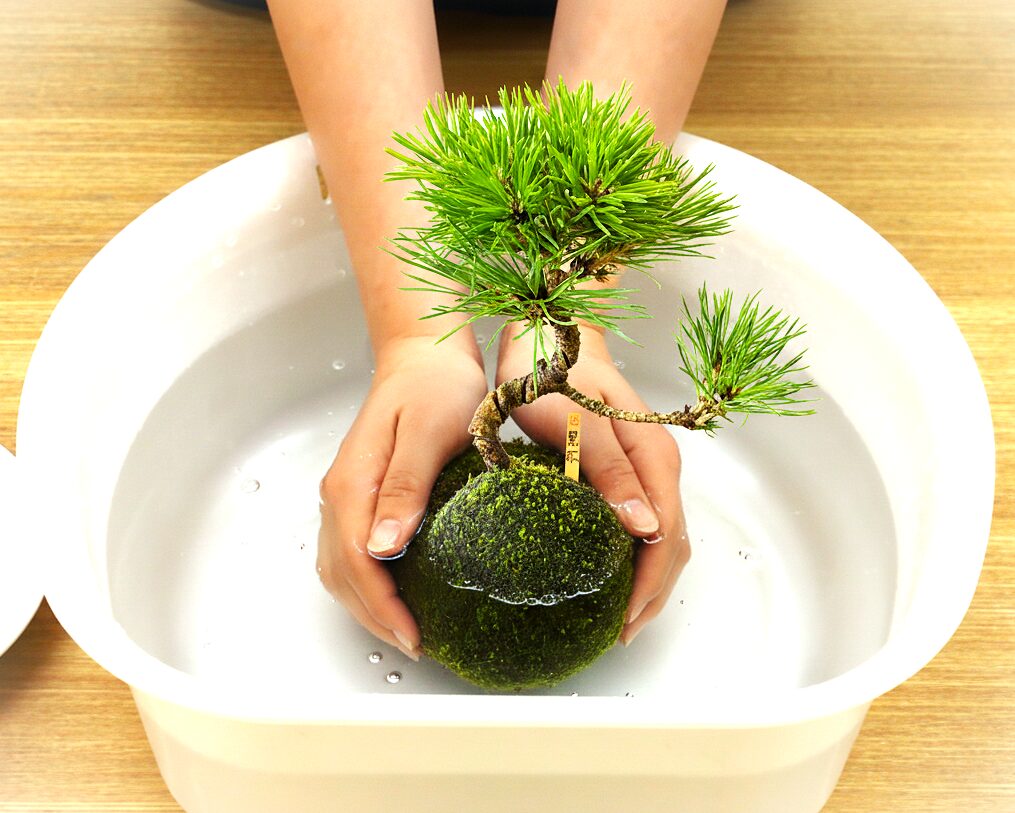 苔玉の水やりの手元をアップ