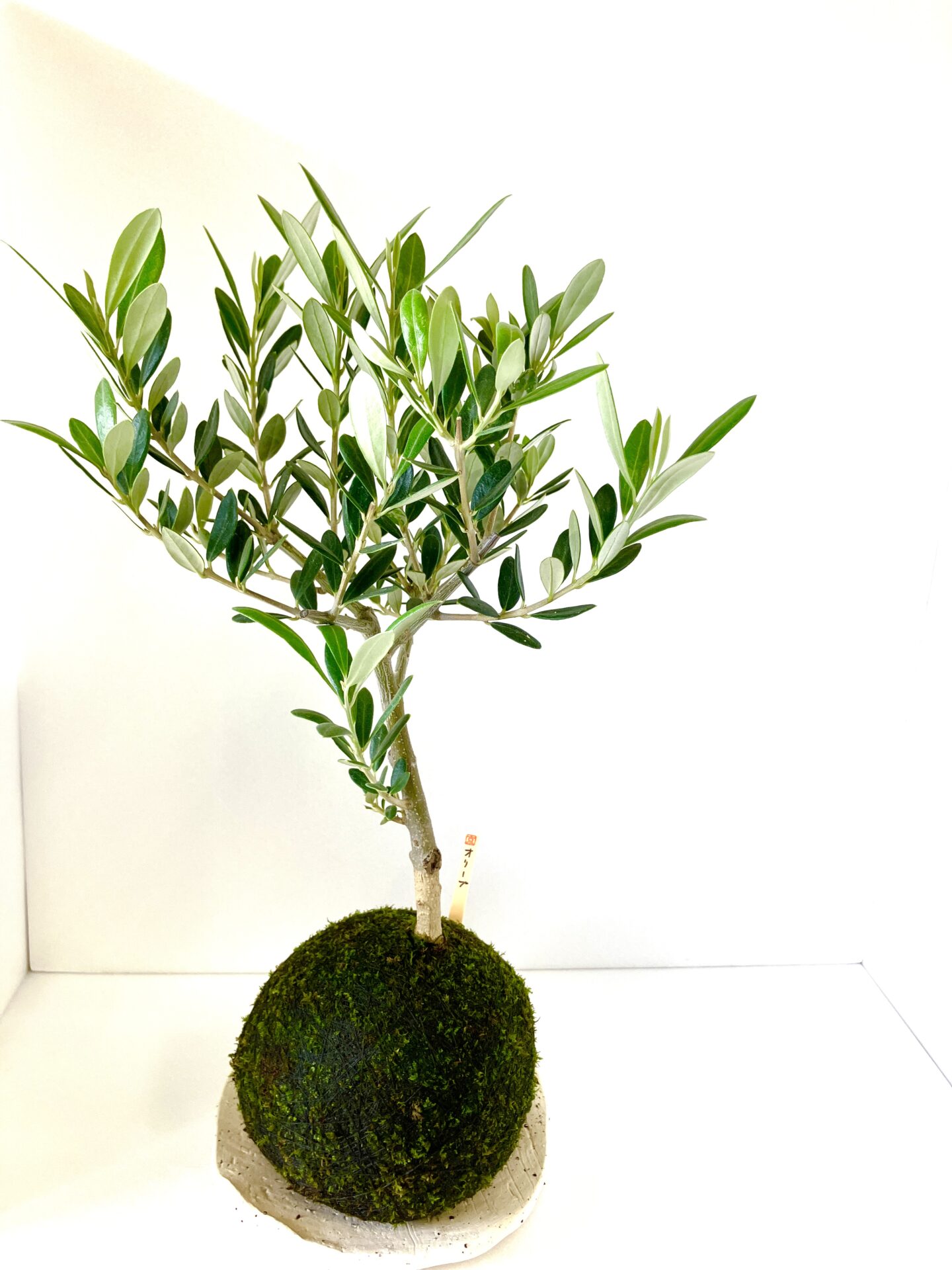苔玉 オリーブ