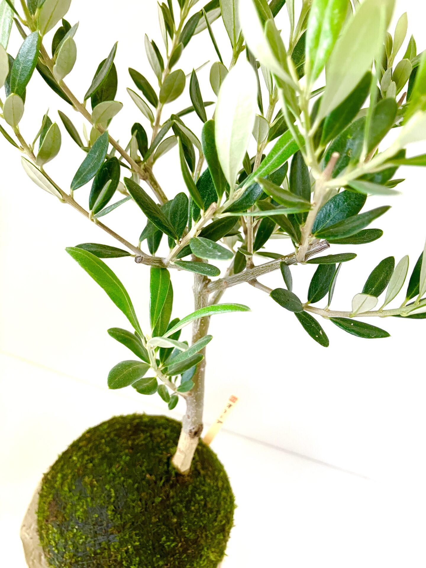 苔玉オリーブ3