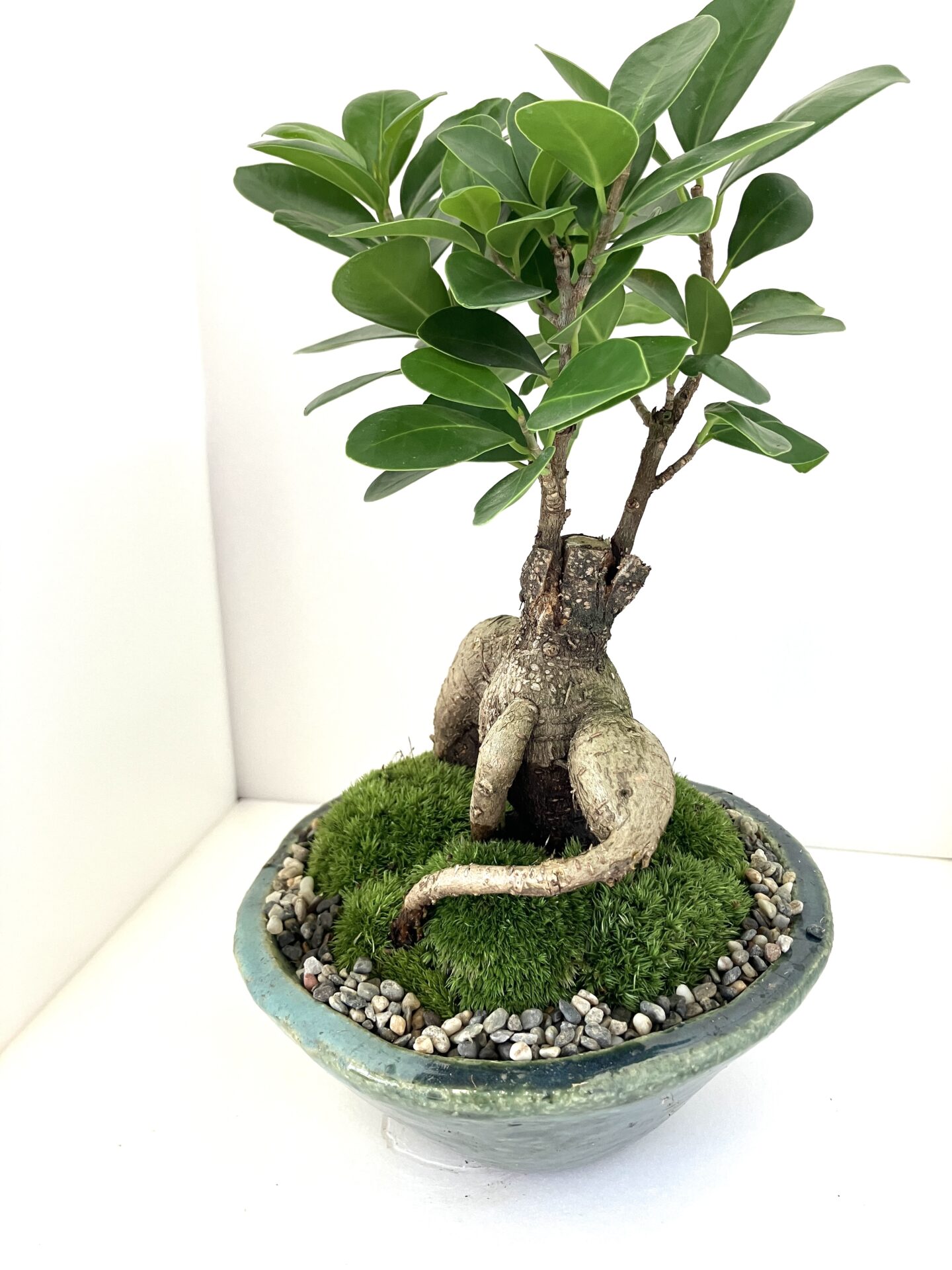 【幸せを呼ぶ木】ガジュマルの盆栽|個性的な根上がり樹形|和モダン卓上盆栽