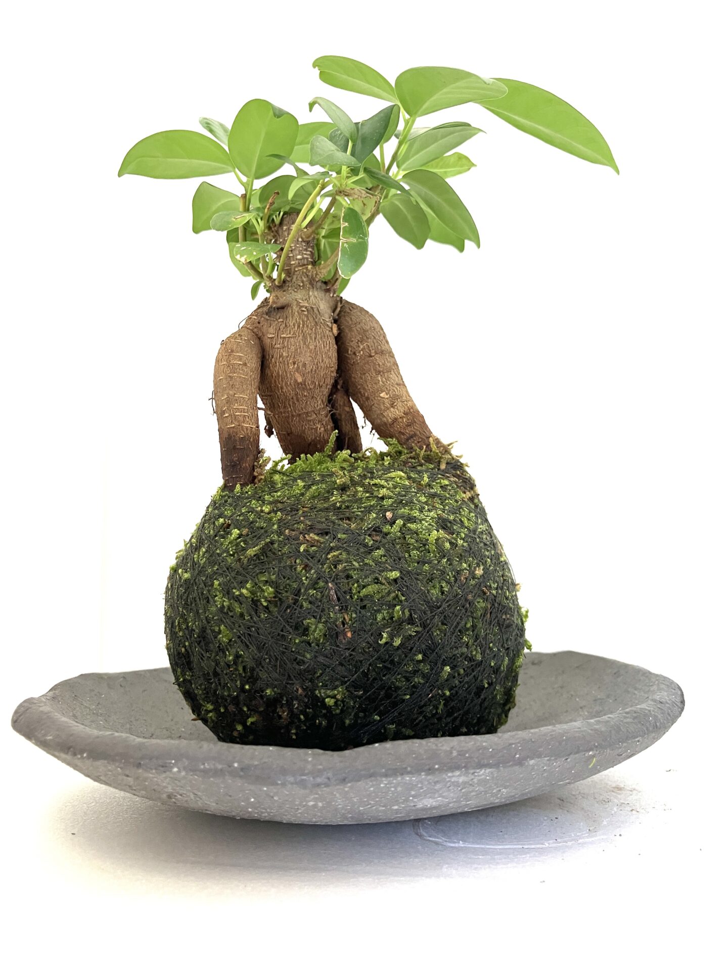 【幸せを呼ぶ木】ガジュマルの苔玉|個性的な根上がり樹形|和モダン卓上盆栽【受皿付】