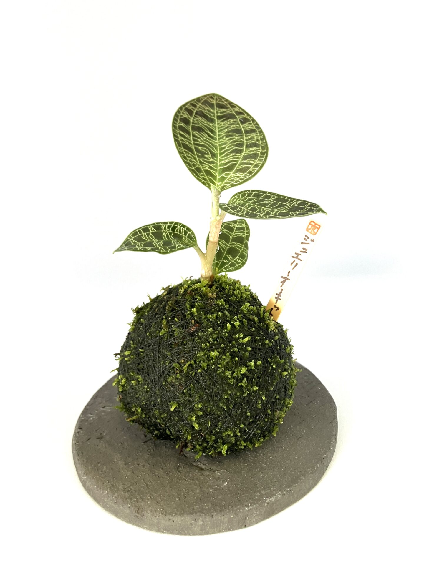 【宝石蘭】ジュエリーオーキッド苔玉|希少観葉植物|和モダン卓上グリーン【受皿付】