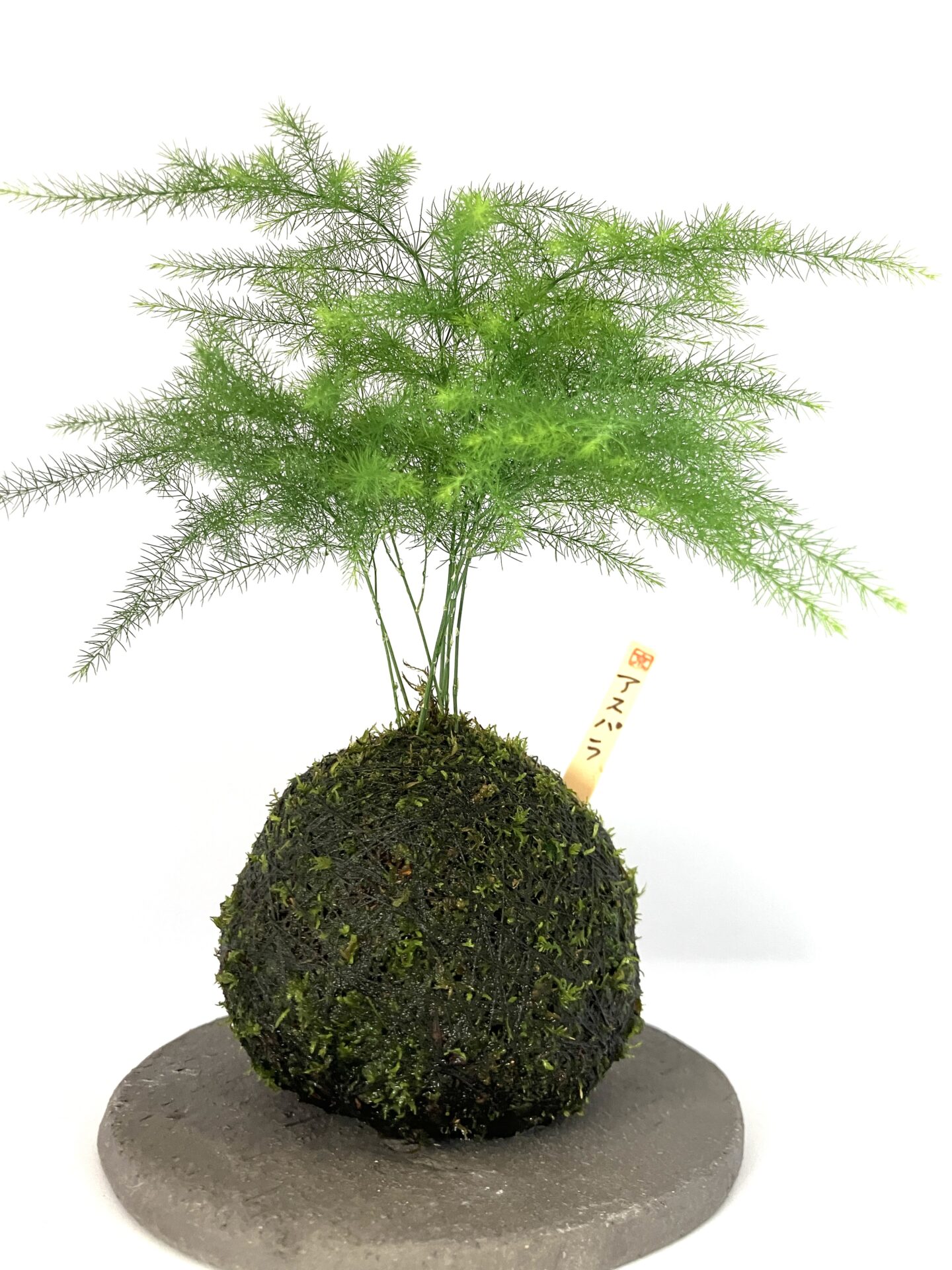 【受皿付】アスパラの苔玉|ふんわり繊細グリーン|和モダンインテリア・卓上盆栽