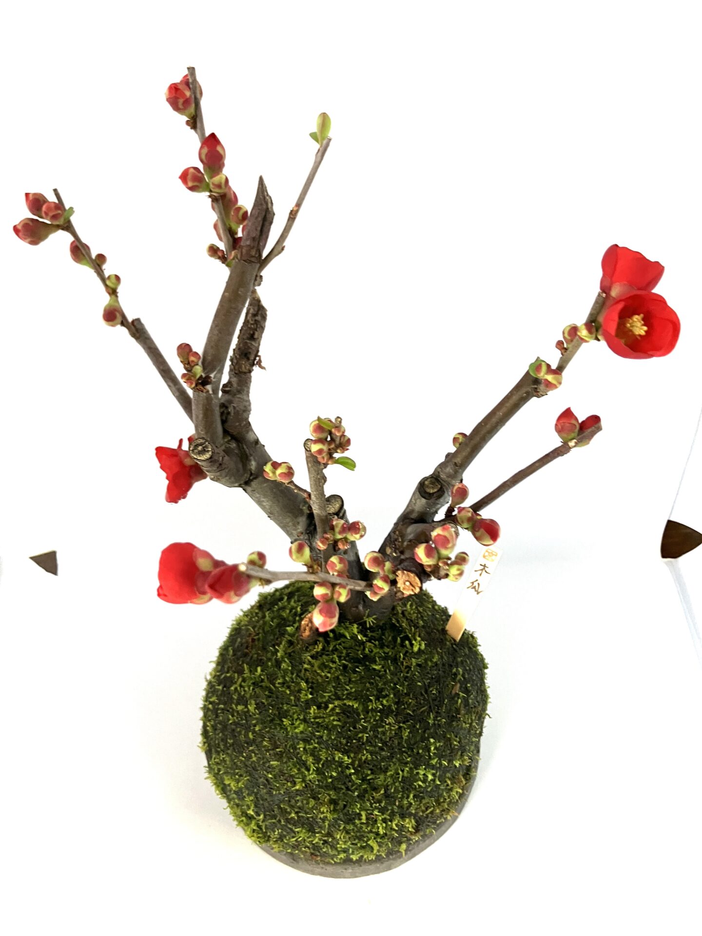 【受皿付】木瓜(ボケ)|開花を楽しむ和モダン盆栽|季節限定インテリア